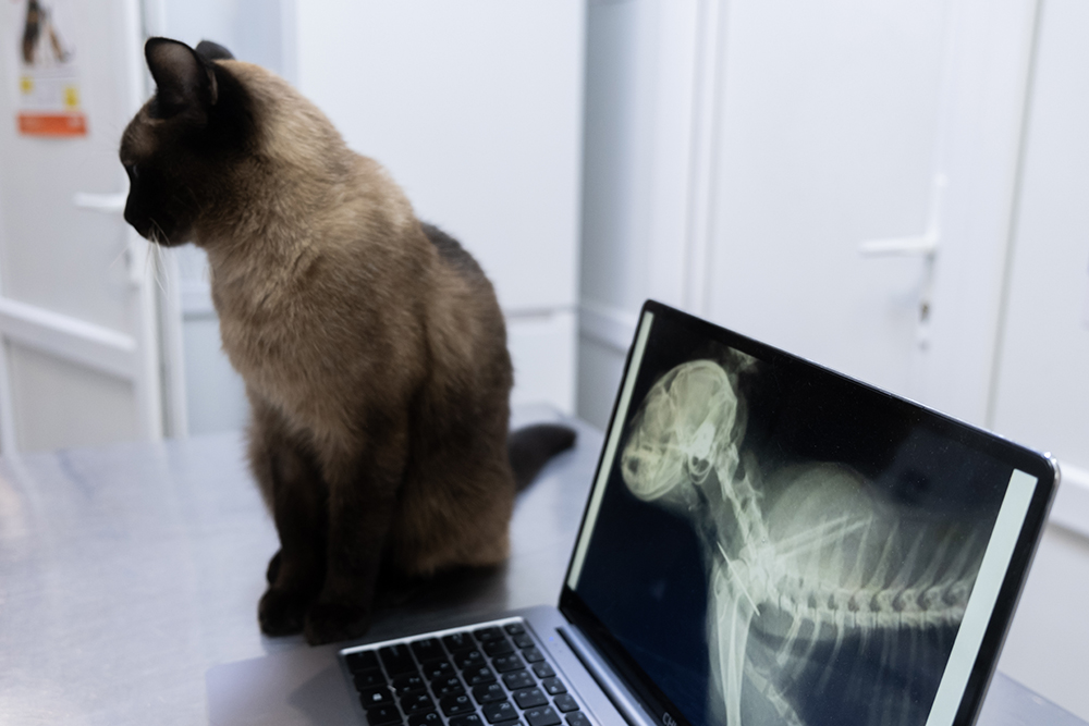 A Siamese cat sits patiently on a metal examination table in a veterinary clinic, next to an open laptop displaying a digital X-ray image of a cat's skull and upper spine.