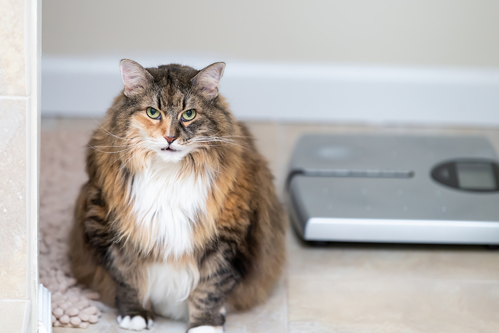 Fluffy long-haired overweight tabby cat sitting next to a scale on a tiled floor.