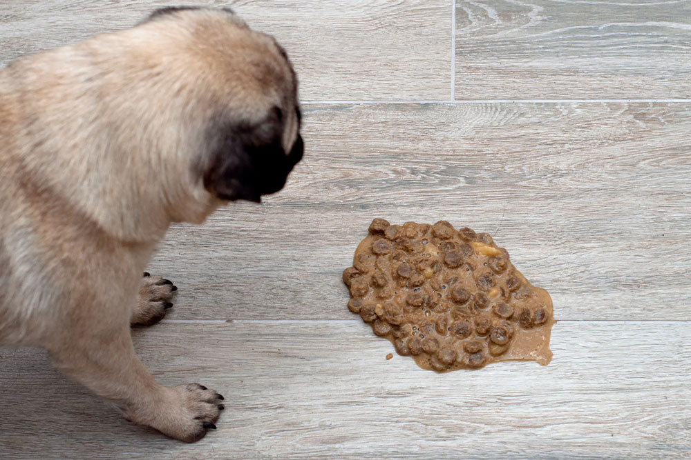 A Pug dog looking at a pile of vomit consisting of kibble and wet food on a light-colored floor.