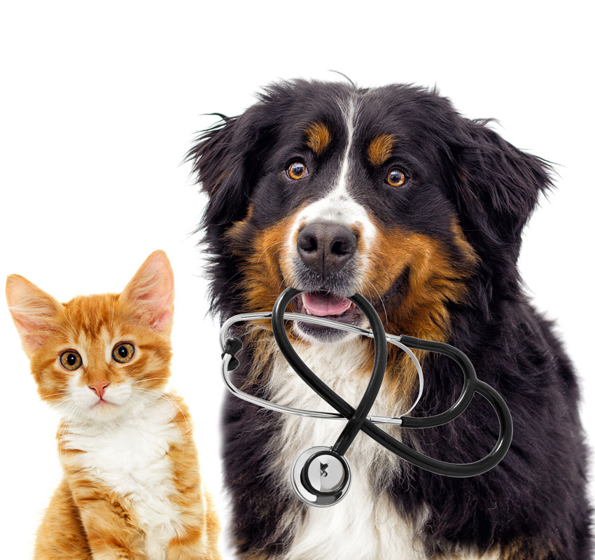 Dog and Cat