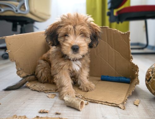 Preventing Common Puppy Problem Behaviors