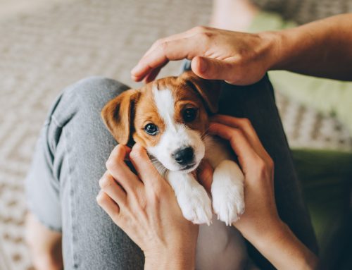 Little Puppy, Big World—Successful Socialization