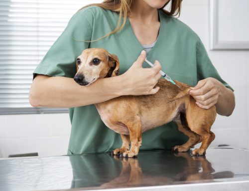 What Diseases Do My Pet’s Vaccines Protect Against?