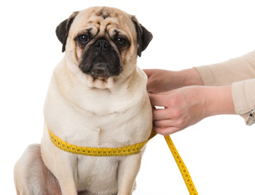 6 Tips to Help Your Pet Maintain a Healthy Weight