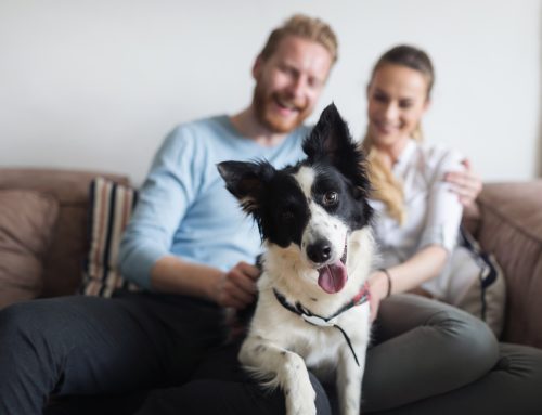 Finding Your Paw-fect Match—Where to Adopt Your Next Pet