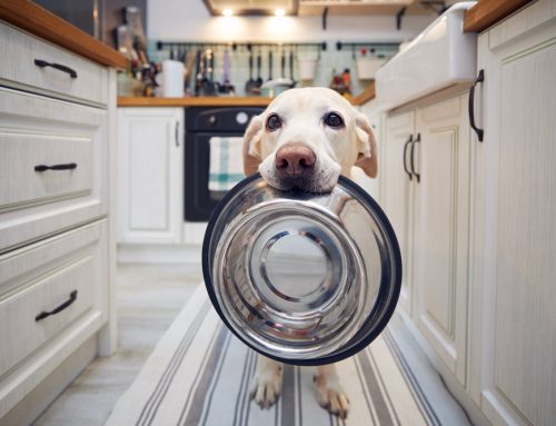 10 Pet Health Warning Signs You Should Never Ignore