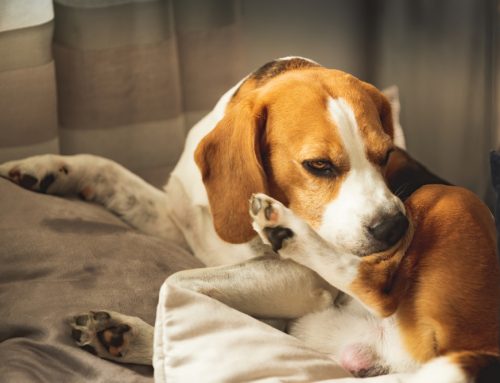 Itchy and Scratchy: Common Skin Conditions in Pets