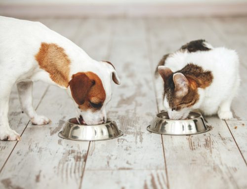 7 Myths About Pet Nutrition