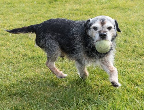 Understanding the Slowing Down of Senior Pets: A Guide to Aging Gracefully