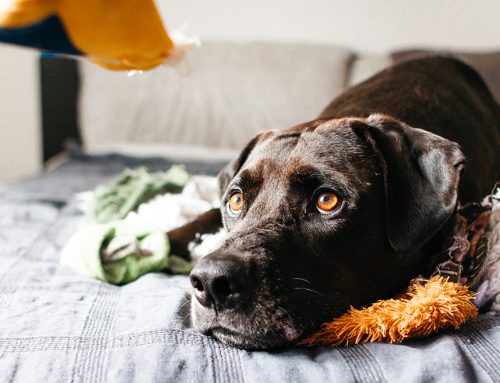 Caring for Your Anxious Companion: A Guide for Pet Owners