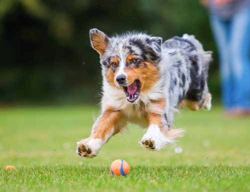 Unlocking Joy and Health: The Transformative Benefits of Having a Pet