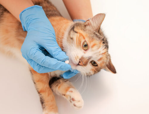 Understanding Feline Pancreatitis: Symptoms and Care