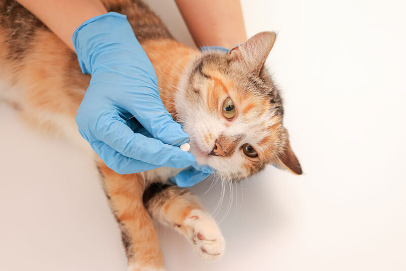 Understanding Feline Pancreatitis: Symptoms and Care - WesVet - Feline Pancreatitis Prevention And Treatment