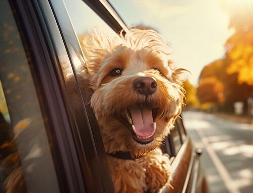 Diseases Your Pet Could Pick Up While Traveling