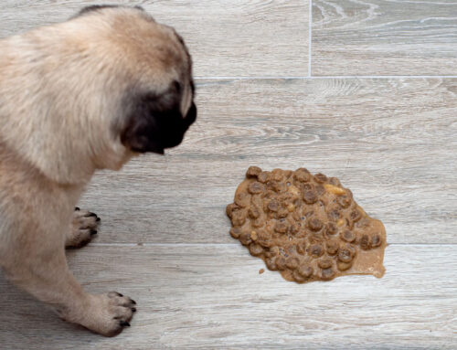 Common Causes of Vomiting in Dogs and What to Do