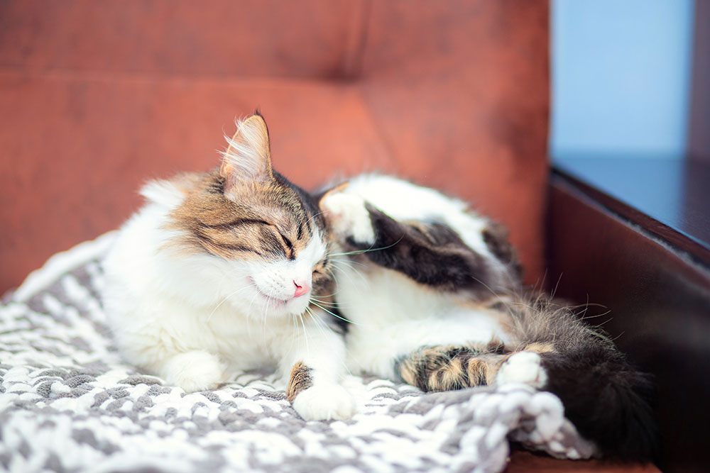 A fluffy tabby-and-white cat resting on a patterned blanket on a chair, eyes closed and curled comfortably indoors.