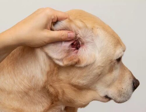 Routine Ear Checks: How Often Should You Clean and Inspect Your Pet’s Ears?