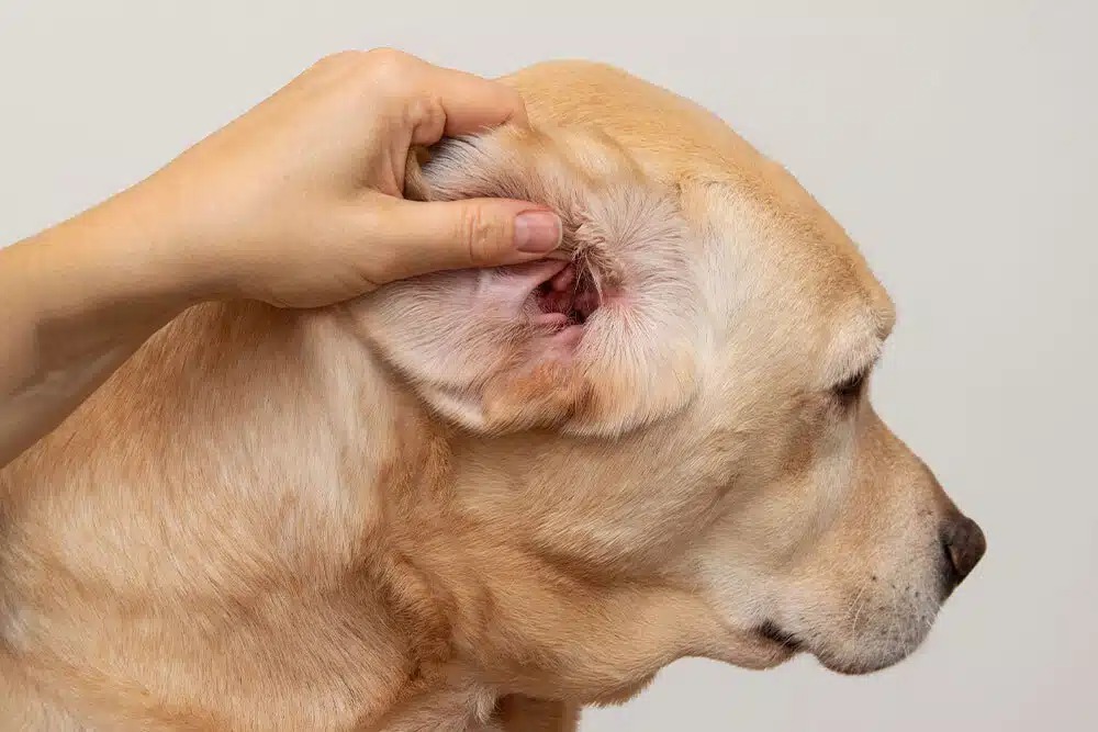 A person gently lifting a dog’s ear to examine the inner ear, with the dog facing sideways against a plain background.