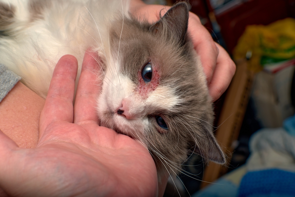 A gray and white cat being gently held in someone’s hands, with redness and irritation visible around one eye.