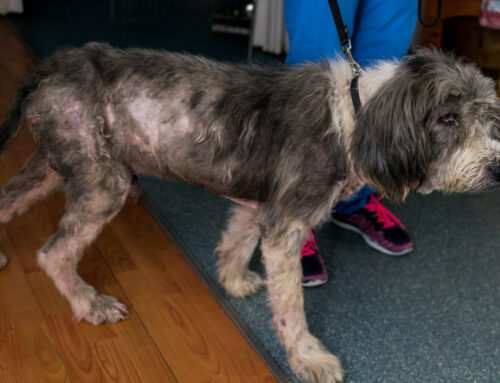 Alopecia in Dogs & Cats: Endocrine vs. Dermatologic Causes-