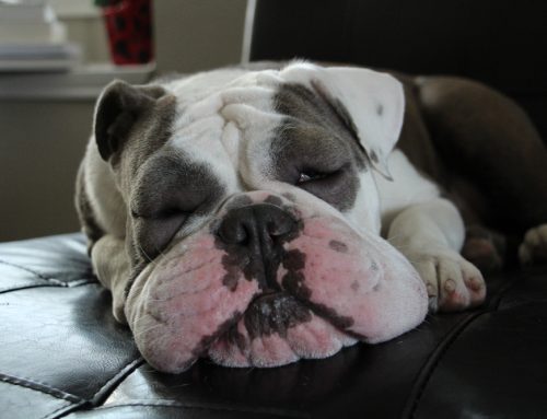 Allergic Reactions: Hives vs. Anaphylaxis and What We Do