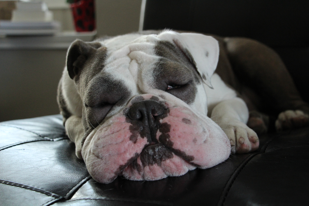 A close-up of an English Bulldog sleeping on a black leather surface, showing significant swelling and redness around its muzzle and eyes.