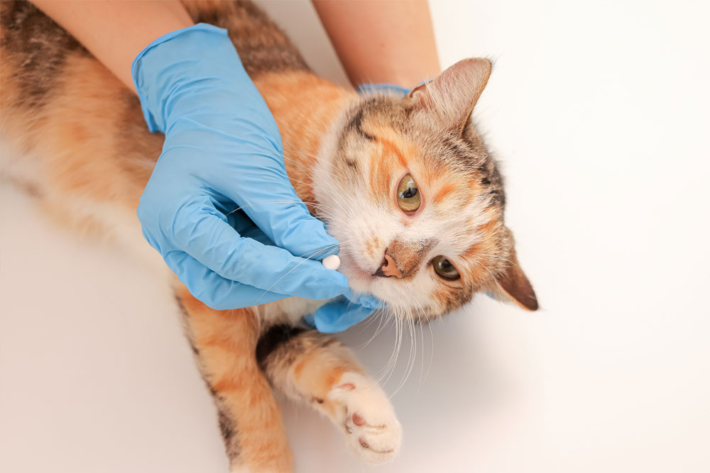 Owner administering medication to a cat at home, demonstrating proper handling techniques for safe and effective feline treatment.