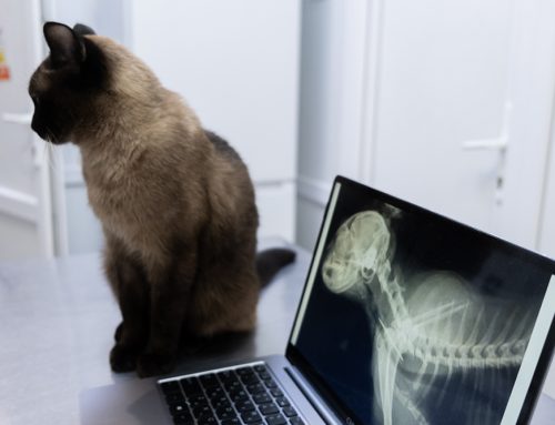 Are Routine Senior Pet Screenings Really Necessary if Your Pet Seems Fine?