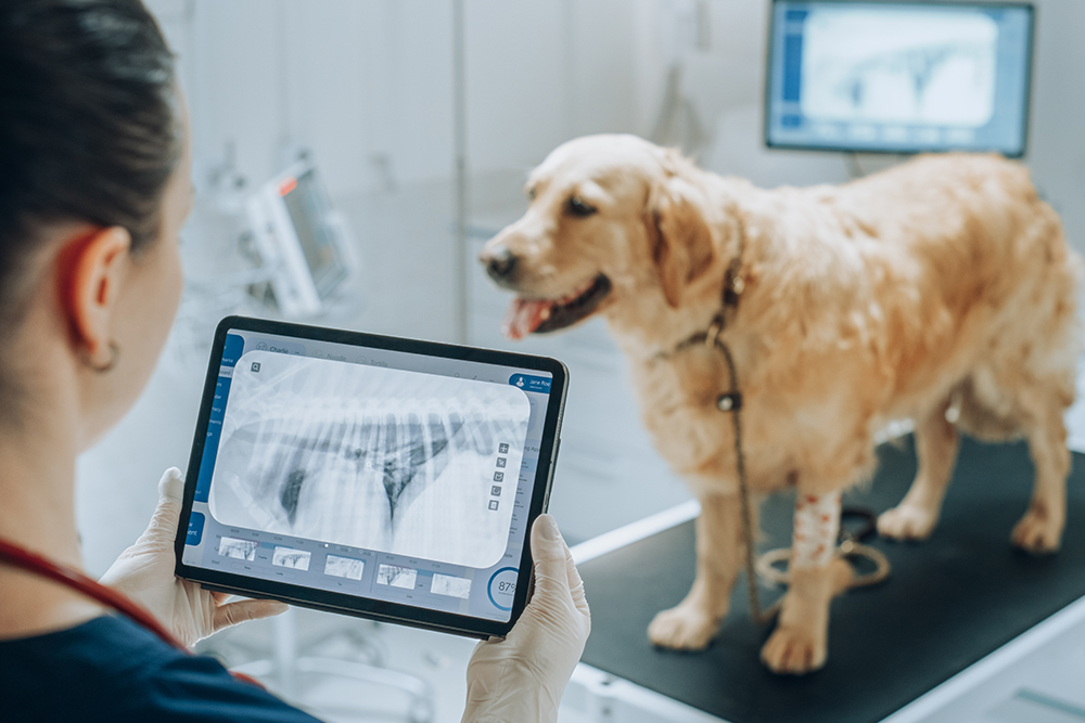 A close-up over-the-shoulder view of a veterinarian in gloves holding a digital tablet to examine a dog's chest X-ray, while a golden retriever stands calmly on an examination table in the background.