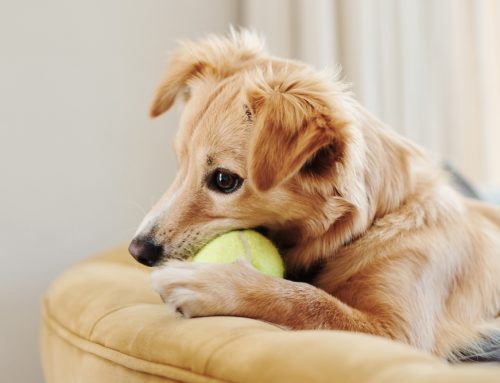 Which Common Tools and Equipment Are Most Dangerous for Dogs?