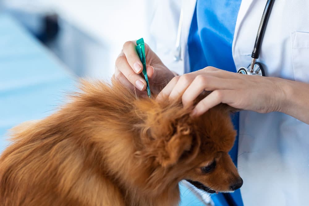 Veterinarian performing a tick inspection on a dog to check for ticks and other external parasites during a routine health examination.