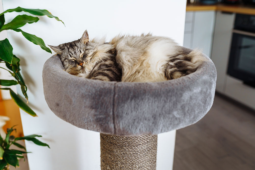 A medium shot of a fluffy, long-haired tabby cat sleeping soundly curled up inside a plush grey round bed attached to a sisal scratching post near a houseplant indoors.