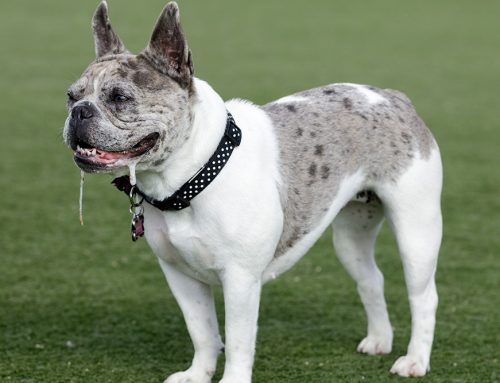 Are Your Pet’s Tear and Saliva Stains Just a Cosmetic Issue, or Something Serious?