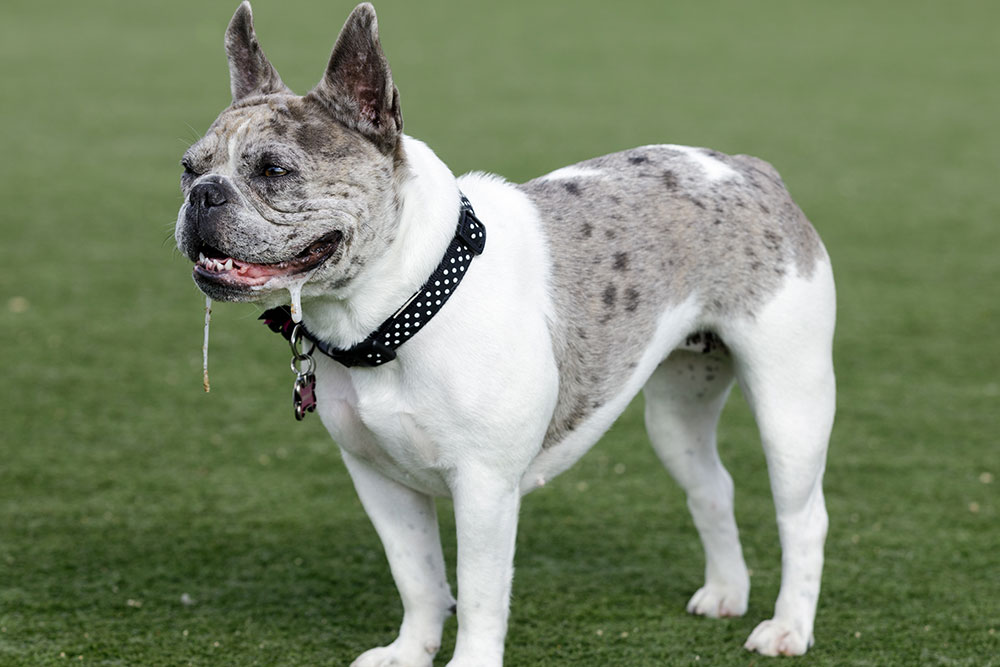 A full profile shot of a spotted merle and white French Bulldog standing on artificial grass, wearing a black polka-dot collar with long strings of saliva drooling from its mouth.