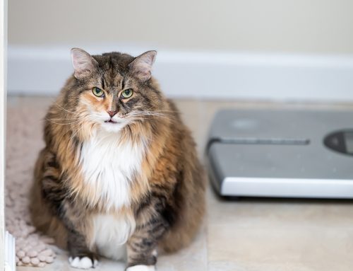 What Should Your Puppy or Kitten’s Body Condition Look Like?